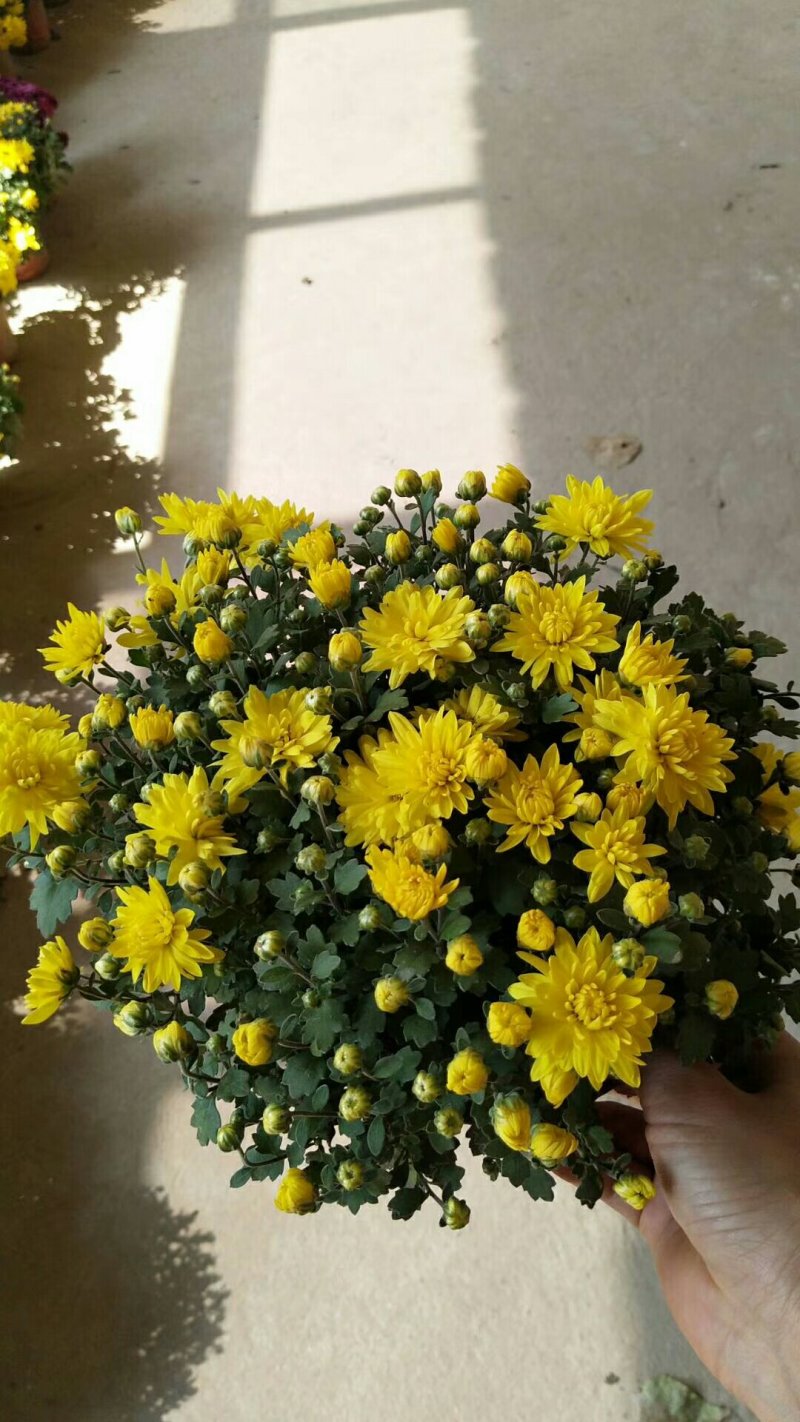 菊花