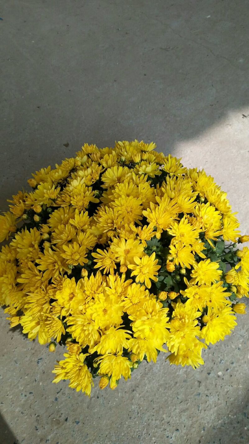 菊花