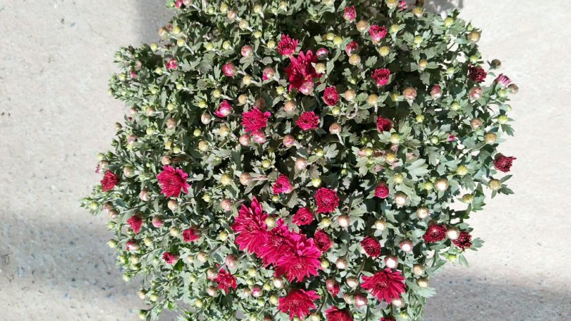 菊花