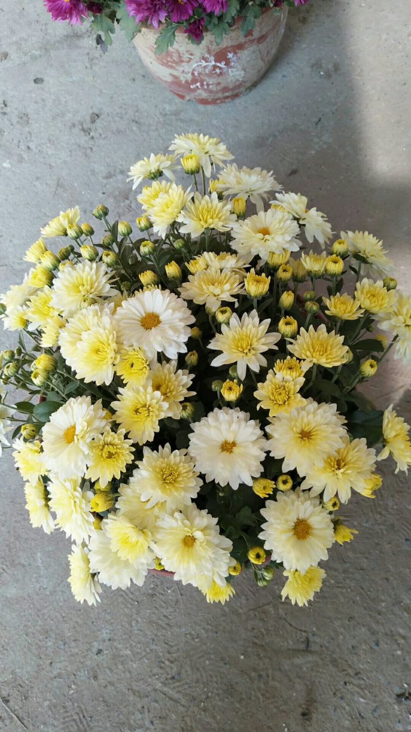 菊花