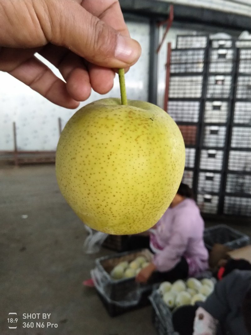 黄冠梨