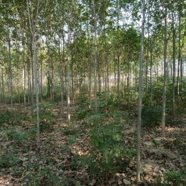 楸树梓树