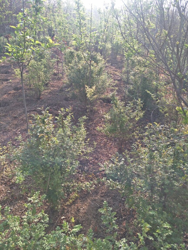 基地直供黄刺梅球小苗各种绿化苗木工程园林