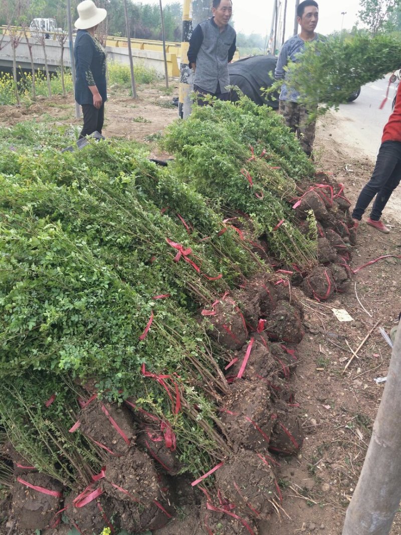 基地直供黄刺梅球小苗各种绿化苗木工程园林