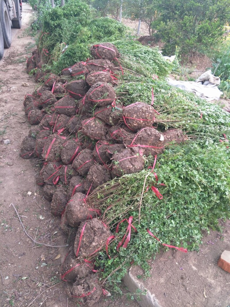 基地直供黄刺梅球小苗各种绿化苗木工程园林