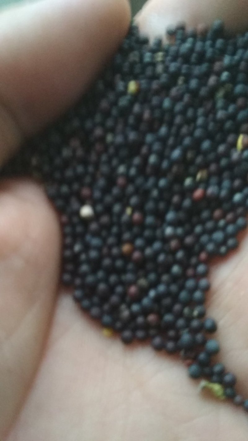 油菜籽