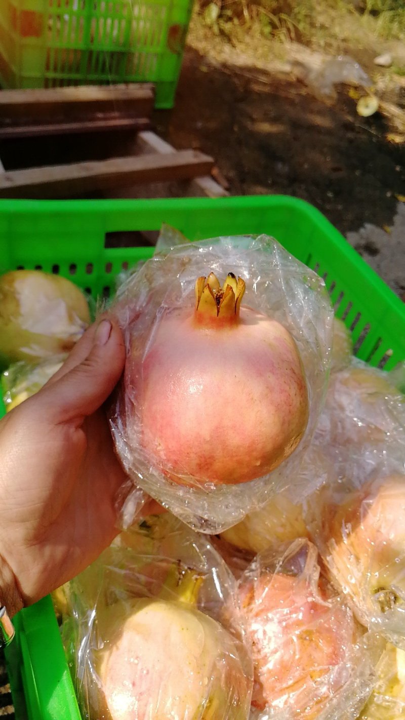 临潼贵妃石榴