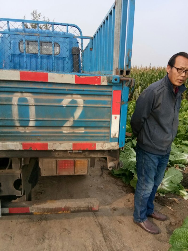 秋黄白菜7斤以上毛菜