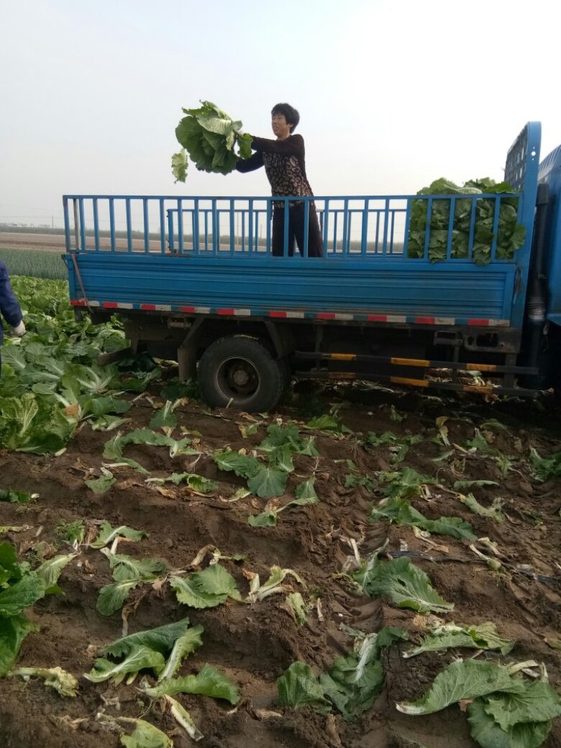 秋黄白菜7斤以上毛菜