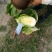 秋黄白菜7斤以上毛菜