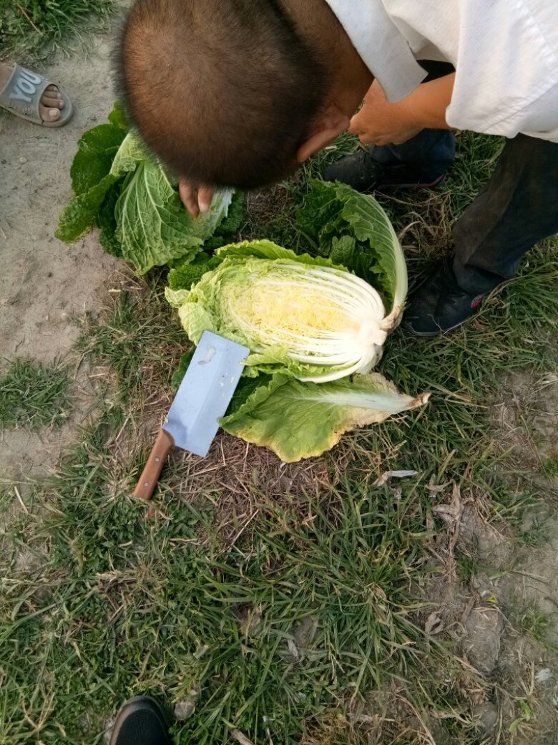 秋黄白菜7斤以上毛菜