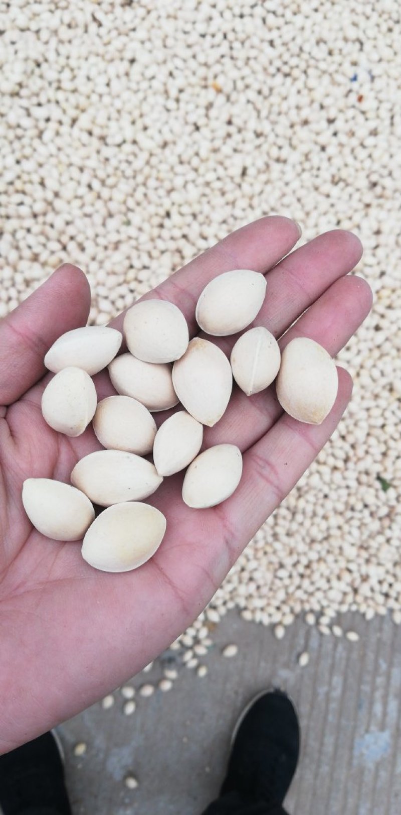 大量供应江苏邳州特产白果银杏果，新货大量上市