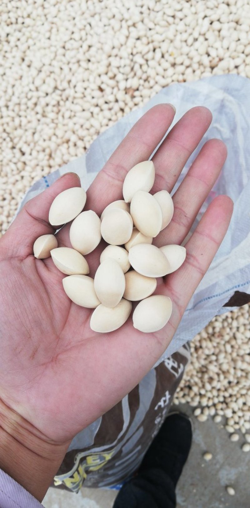 大量供应江苏邳州特产白果银杏果，新货大量上市