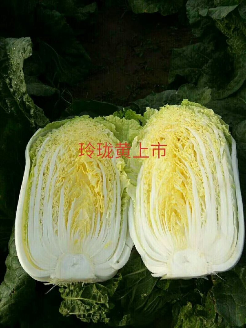 黄心白菜