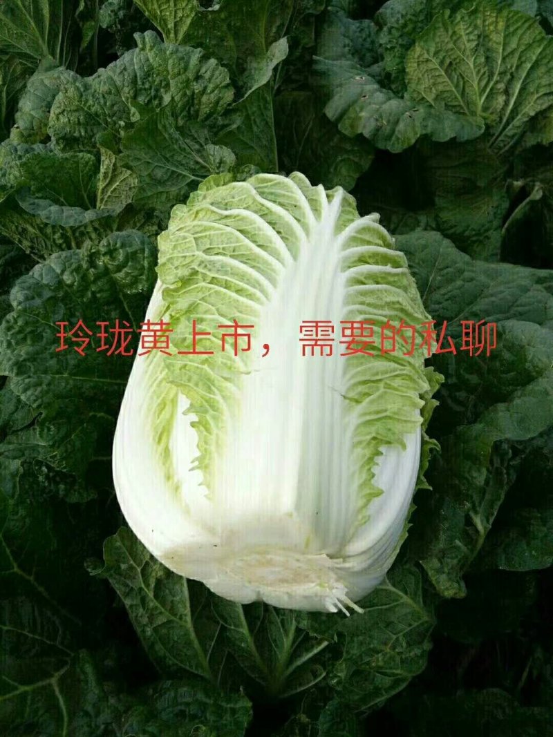 黄心白菜