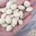 大量供应江苏邳州特产白果银杏果，新货大量上市