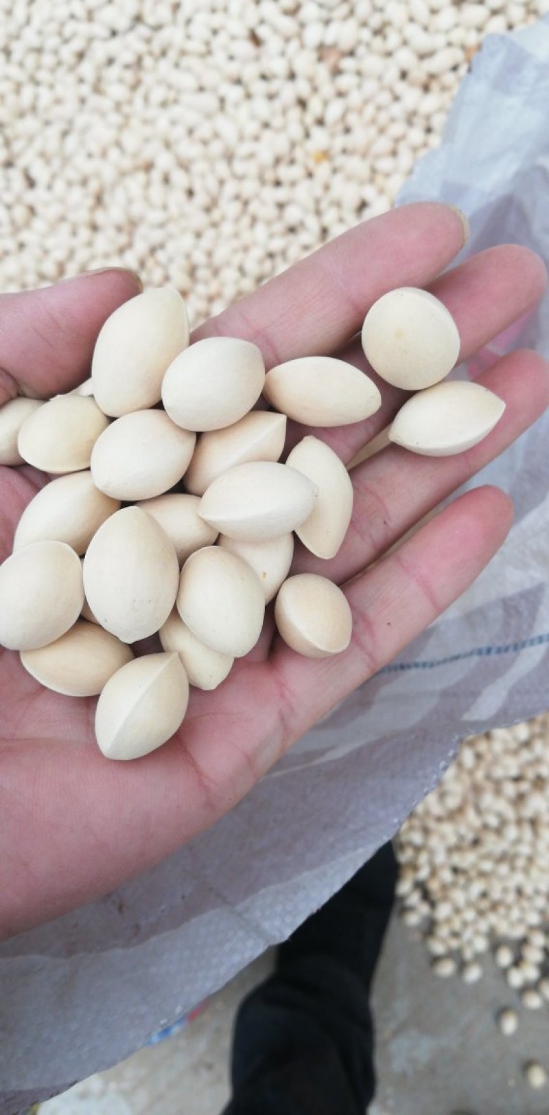 大量供应江苏邳州特产白果银杏果，新货大量上市