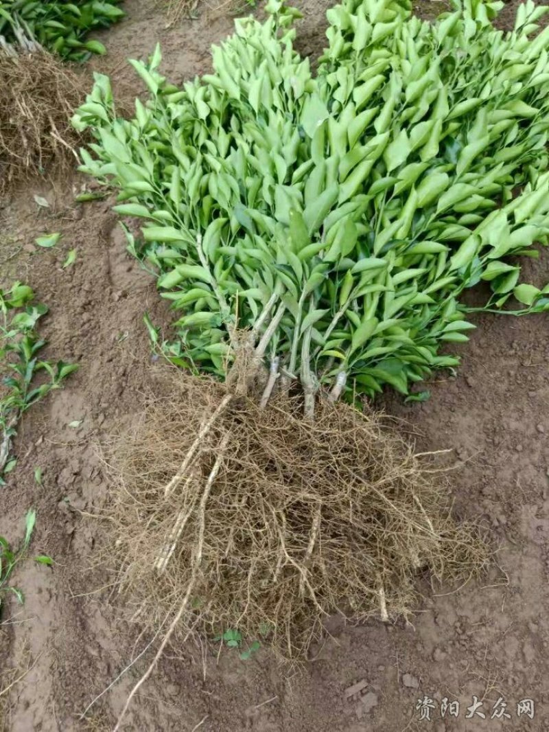 卡啦卡啦红肉脐橙苗50-100公分高，抗病能力强
