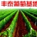 摩尔多瓦葡萄苗《让农户放心种植》质壮苗纯成活率高