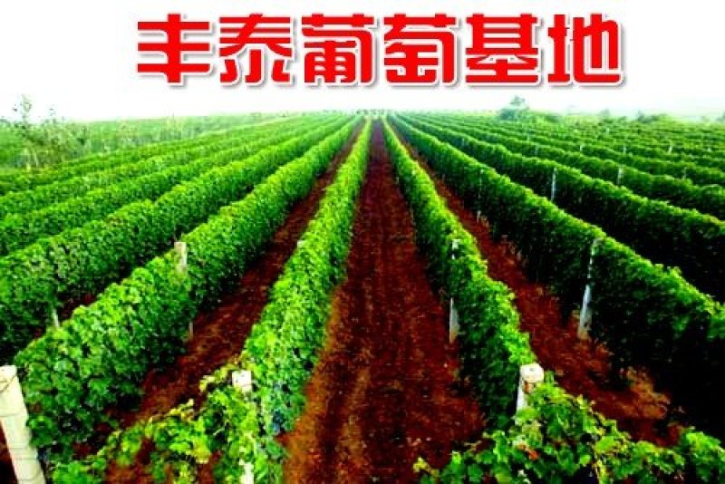 摩尔多瓦葡萄苗《让农户放心种植》质壮苗纯成活率高