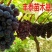摩尔多瓦葡萄苗《让农户放心种植》质壮苗纯成活率高