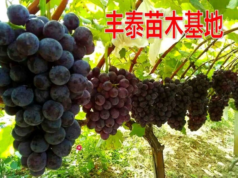 摩尔多瓦葡萄苗《让农户放心种植》质壮苗纯成活率高