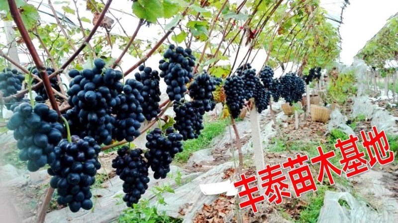 摩尔多瓦葡萄苗《让农户放心种植》质壮苗纯成活率高