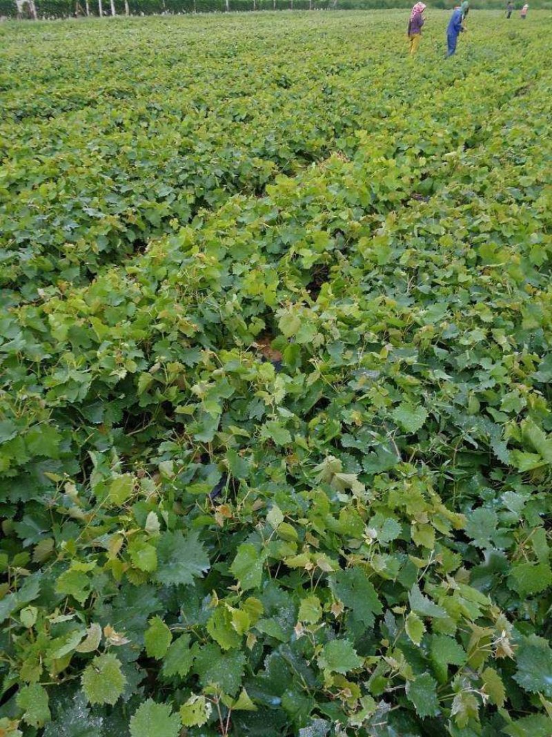 摩尔多瓦葡萄苗《丰泰苗木》专业苗圃基地批发自育苗木