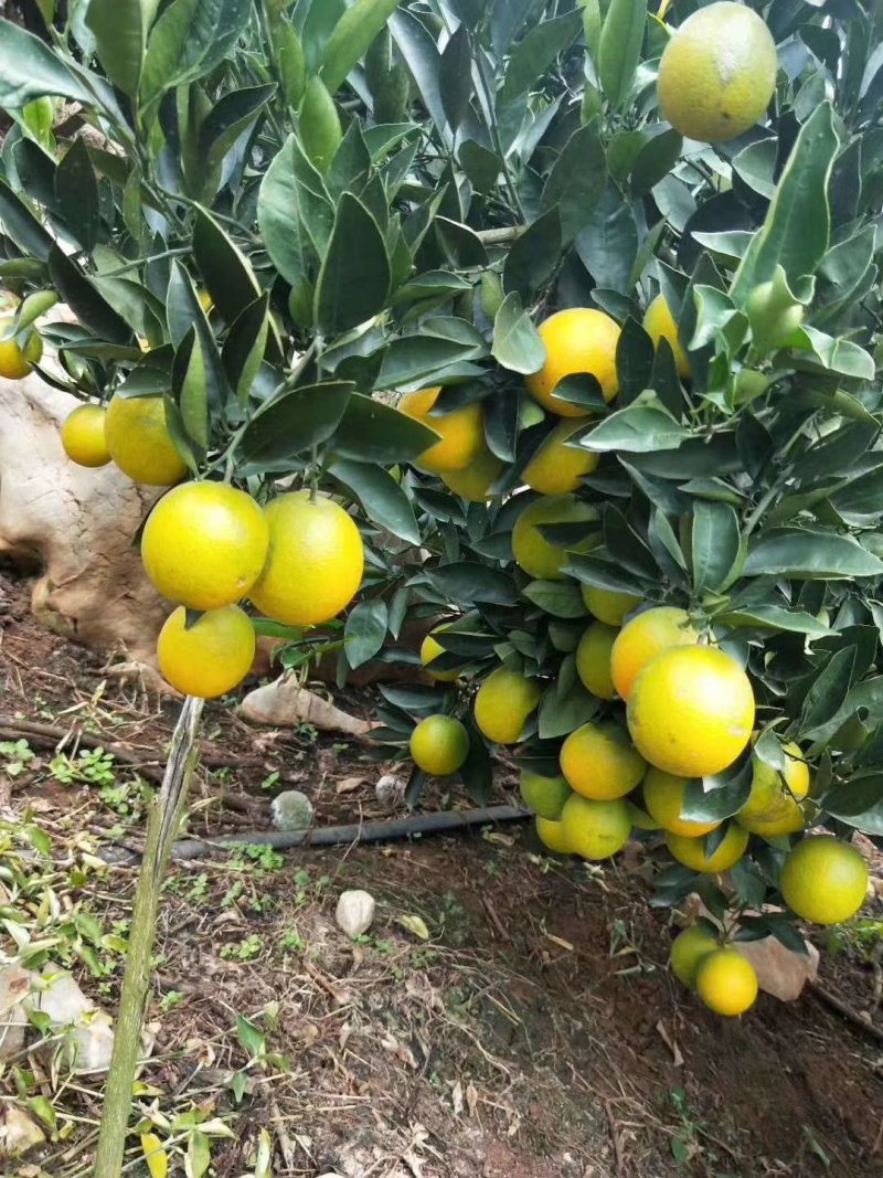 冰糖橙