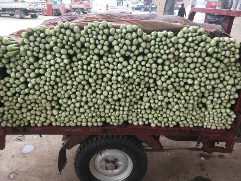 【优质】河北精品芹菜大量上市！粗细均有不空杆颜色绿！