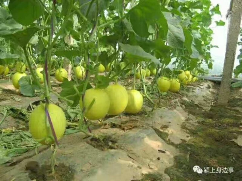 绿宝石甜瓜苗，嫁接甜瓜苗