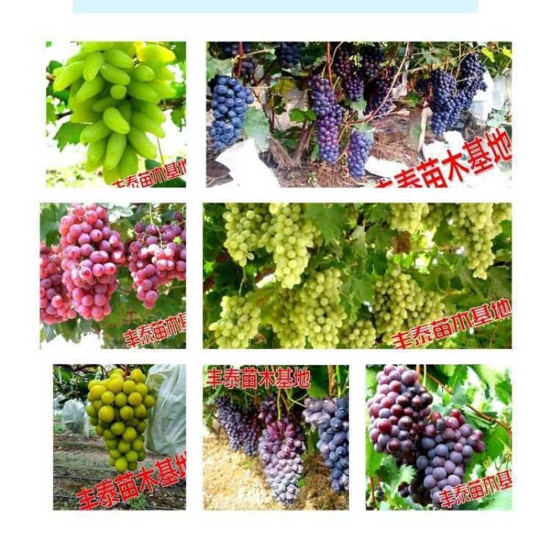摩尔多瓦葡萄苗《让农户放心种植》质壮苗纯成活率高