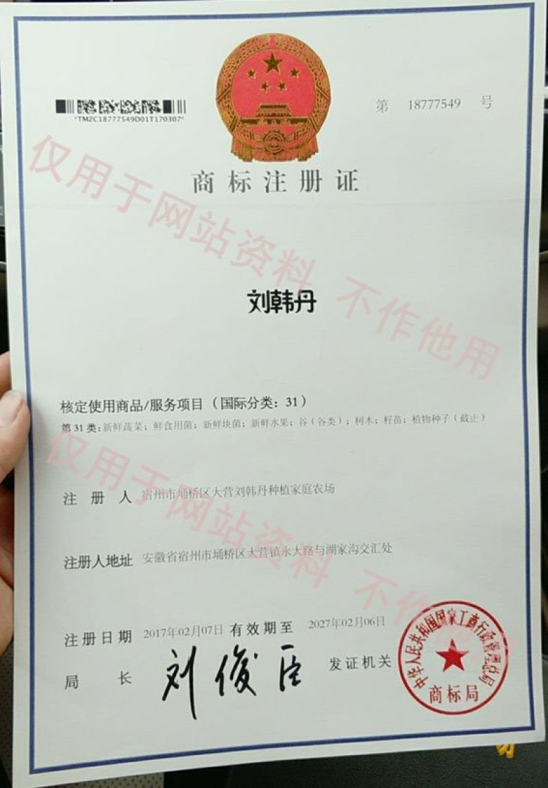 嫁接甜瓜苗，羊角苏甜瓜苗，绿宝石甜瓜苗