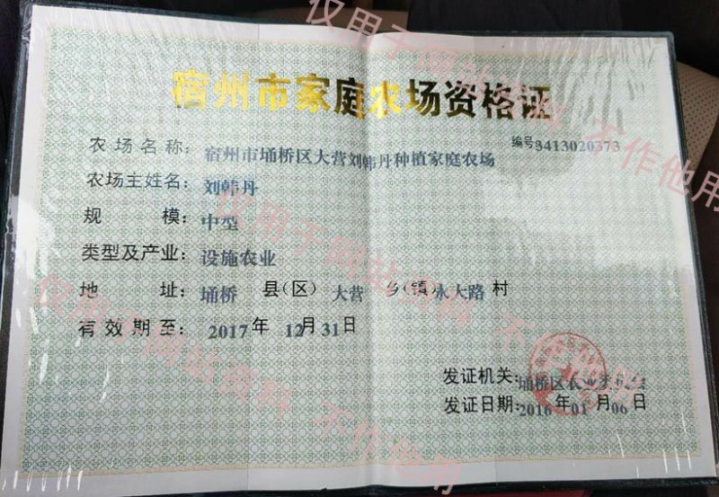 嫁接甜瓜苗，羊角苏甜瓜苗，绿宝石甜瓜苗