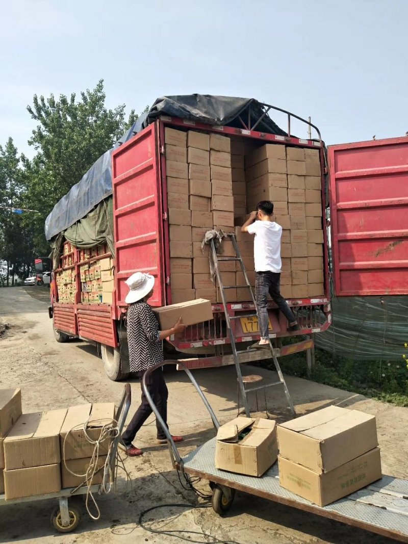 嫁接甜瓜苗，羊角苏甜瓜苗，绿宝石甜瓜苗
