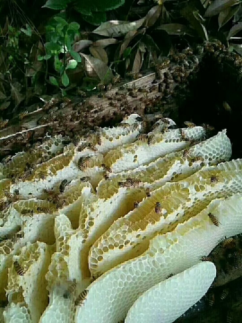 土蜂蜜2斤