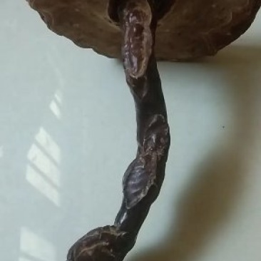节节草