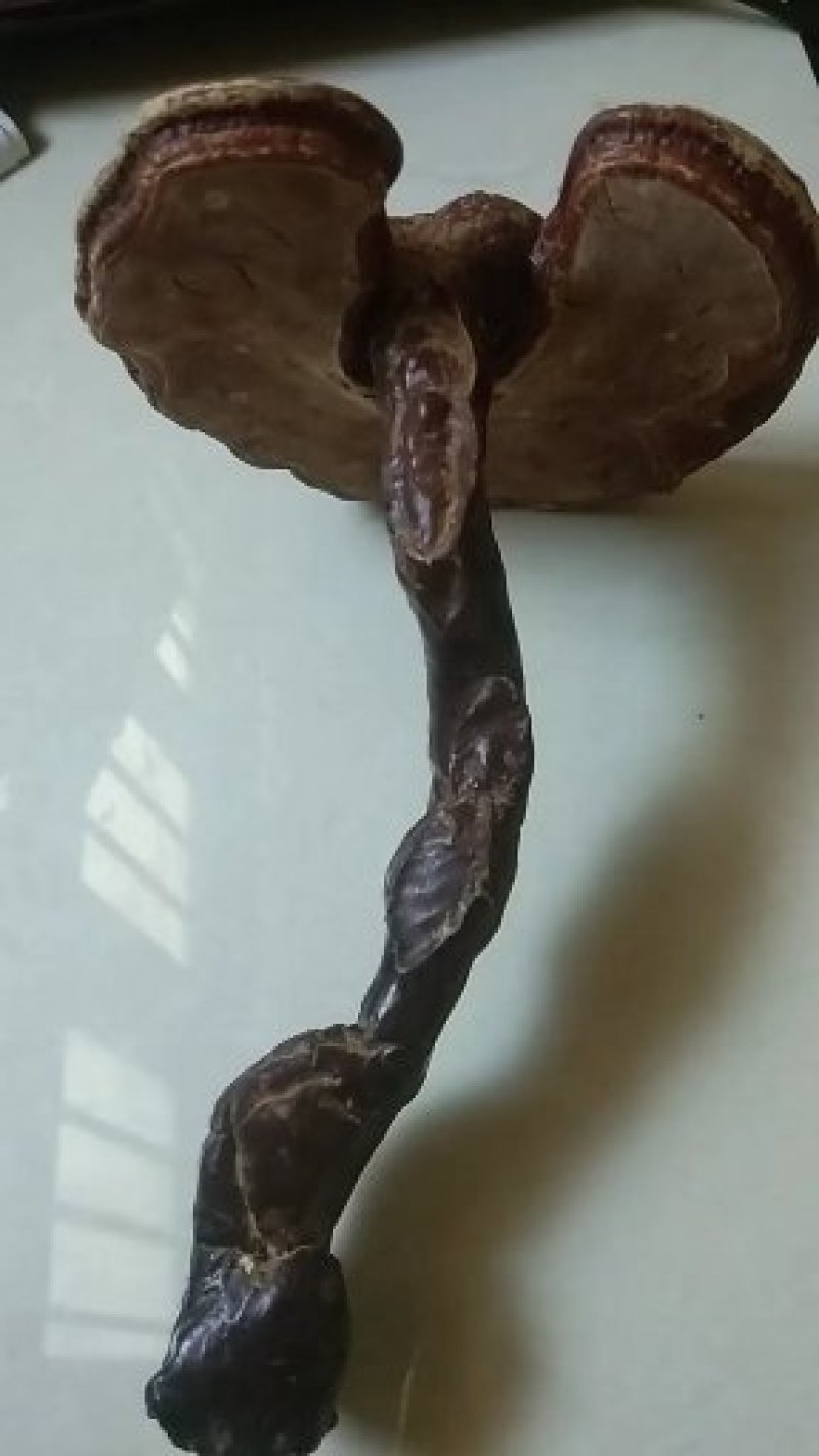 节节草