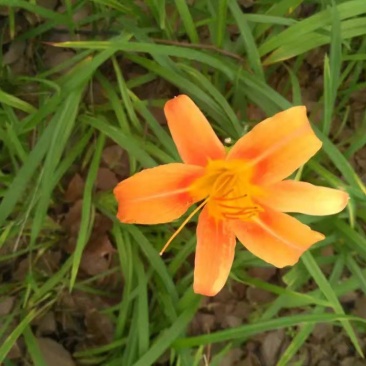 瓦松草