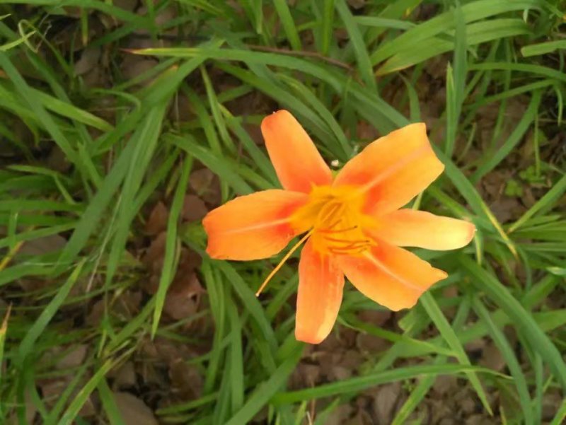 瓦松草