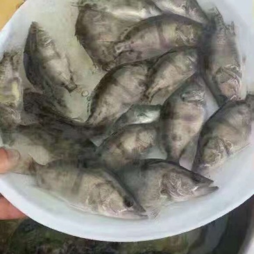 鳜鱼苗桂花鱼苗一斤450-500尾，可全国发货，空运。