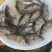 鳜鱼苗桂花鱼苗一斤450-500尾，可全国发货，空运。