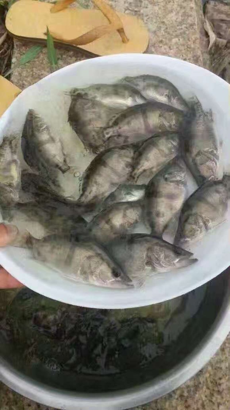 鳜鱼苗桂花鱼苗一斤450-500尾，可全国发货，空运。