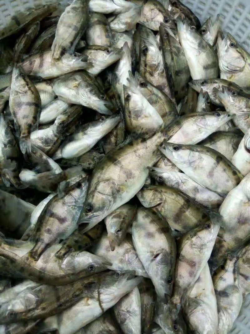 鳜鱼苗桂花鱼苗一斤450-500尾，可全国发货，空运。