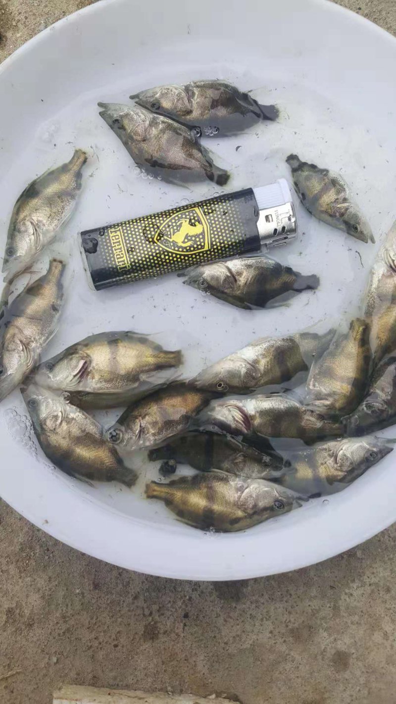 鳜鱼苗桂花鱼苗一斤450-500尾，可全国发货，空运。