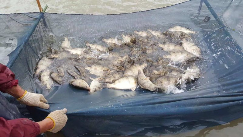 鳜鱼苗桂花鱼苗一斤450-500尾，可全国发货，空运。