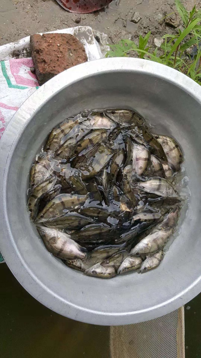 鳜鱼苗桂花鱼苗一斤450-500尾，可全国发货，空运。