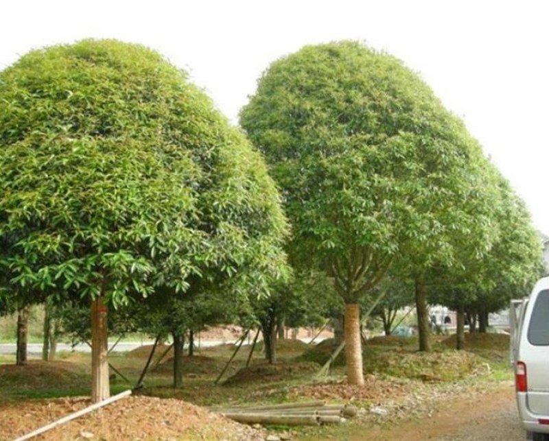 20公分桂花树，品质好，各种规格齐全，价格低。