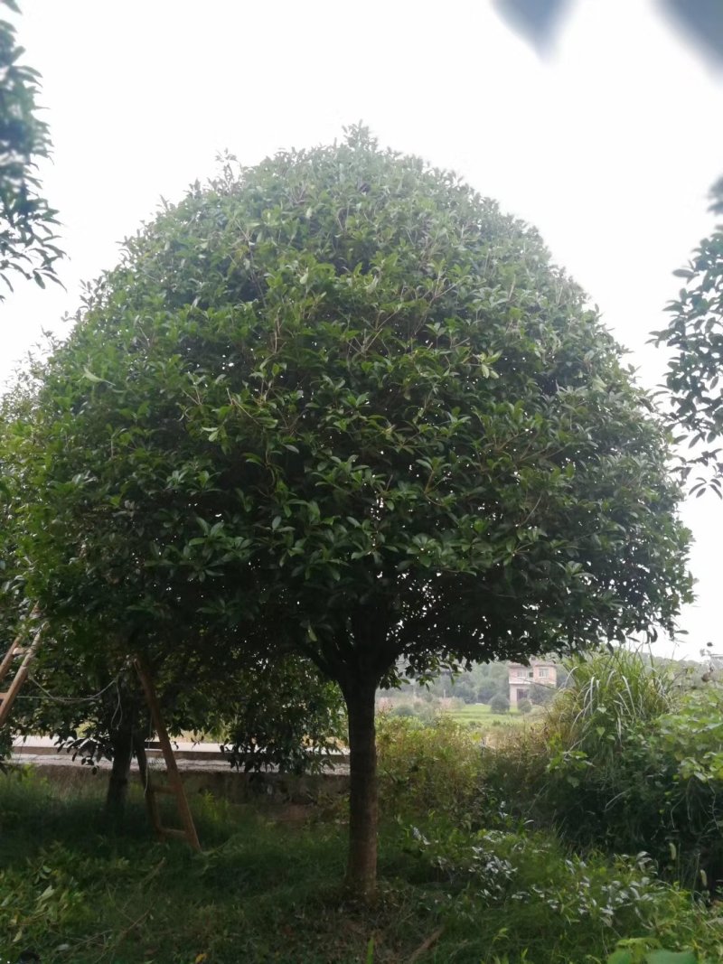 20公分桂花树，品质好，各种规格齐全，价格低。