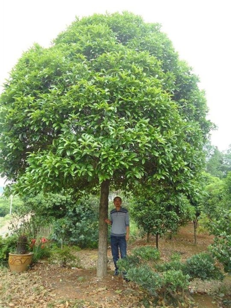 20公分桂花树，品质好，各种规格齐全，价格低。